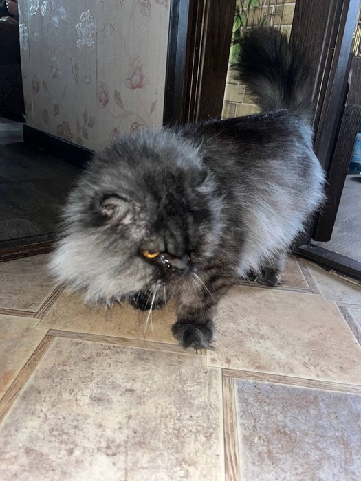 Котик Барсик шукає дім!