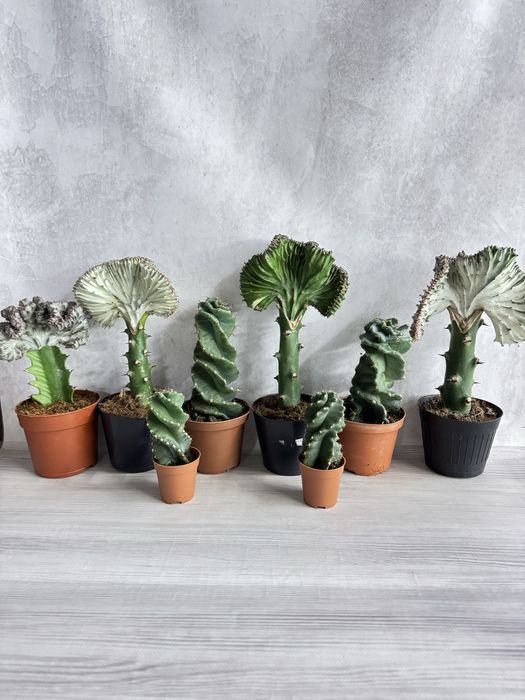 Cactus кактус кактуси сукуленти  cactus succulent еуіорбія euphorbia