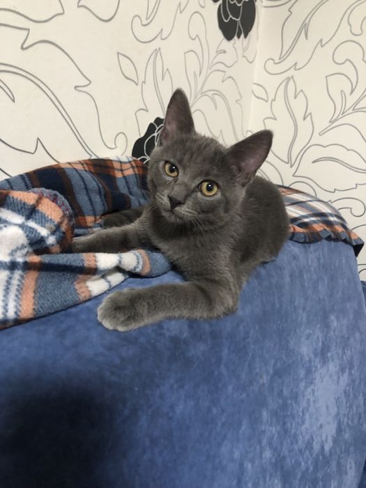 Маленький Бобчик шукає родину!