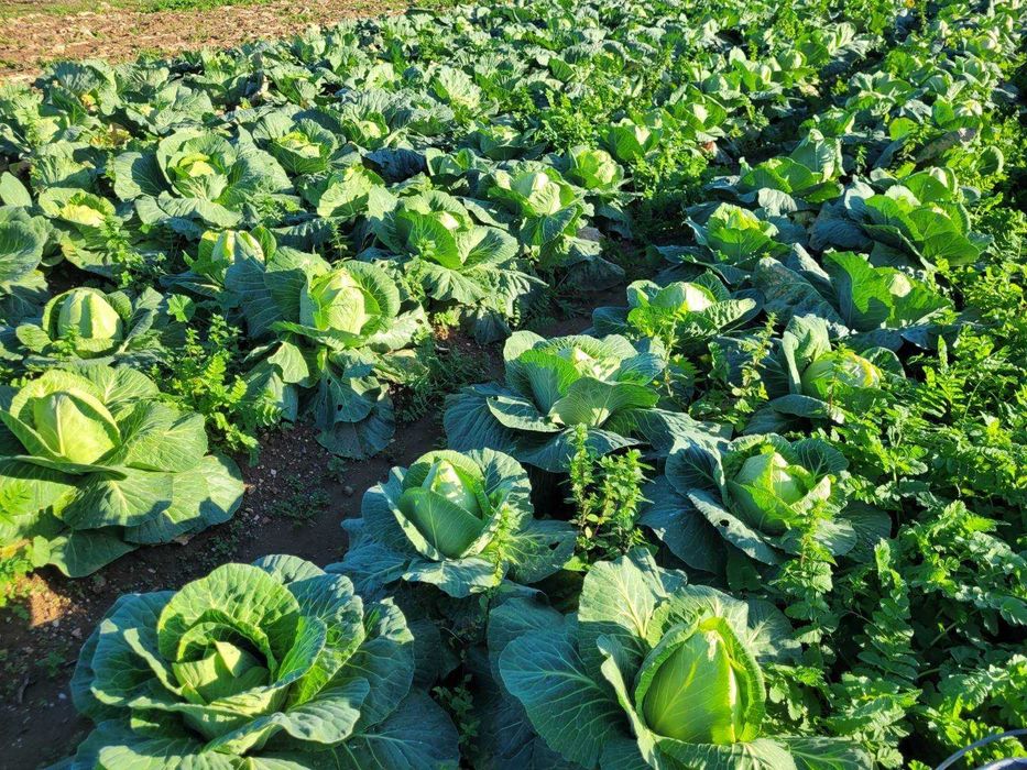 Legumes frescos de cultivo próprio à venda