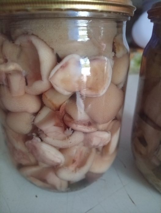 Мариновані грибочки
