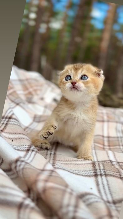 Породисті шотландці кошенята шотландські золота шиншила фолди