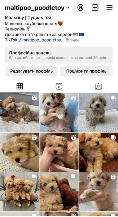 Мальтіпу маленьні клубочки щастя)