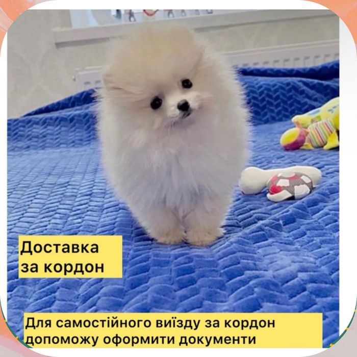 !!Любов -це шпіц!Міні дівчинка !