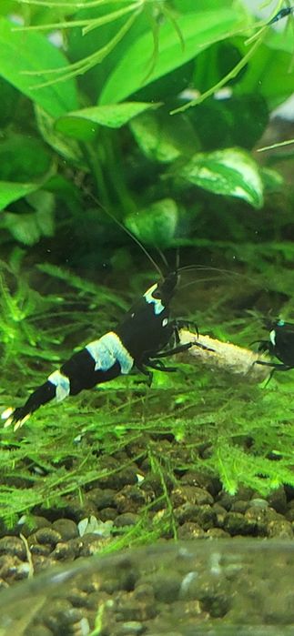 Krewetki Taiwan Bee Blue Panda