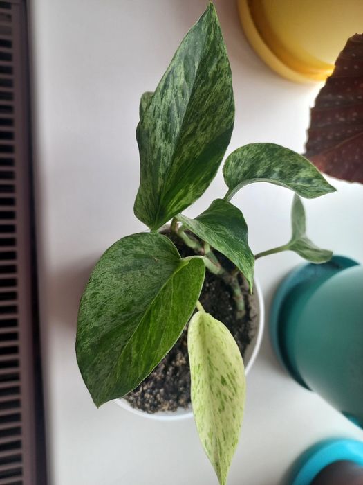 Епіпреміум продам