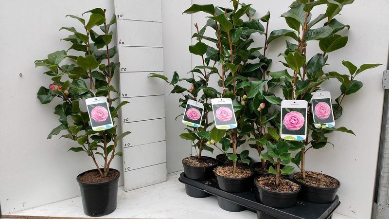 Kamelia Japońska Trzy Kolory Cena 55 zł