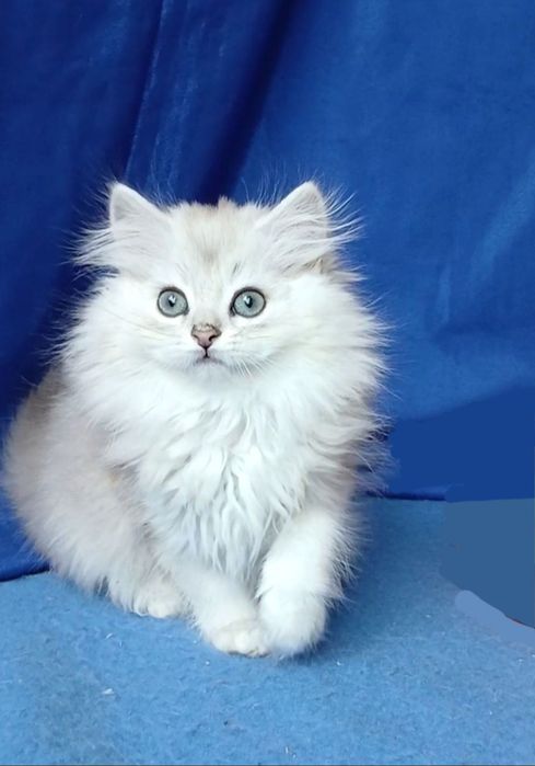 Серебристая шиншилла мальчик длинношерстный британский
