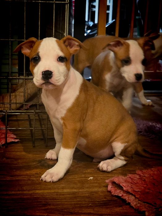 Wyjątkowy Samczyk American Staffordshire Terrier Amstaff ZKwP FCI