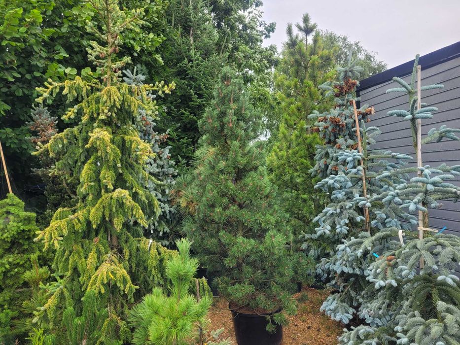 Duże drzewa do 5m Sosna Świerk Jodła Liściaste Dostawa sadzenie