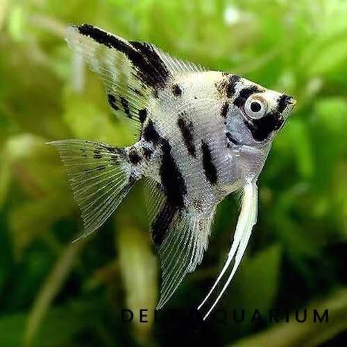 Skalar Dalmatyńczyk - Koi - Marble-  7 cm - Sklep Zoologiczny ALTUM