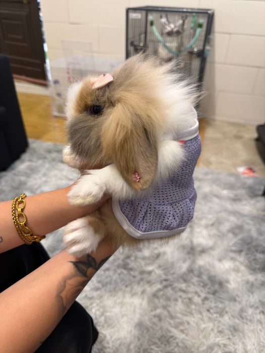 Coelho Mini Lop Femea