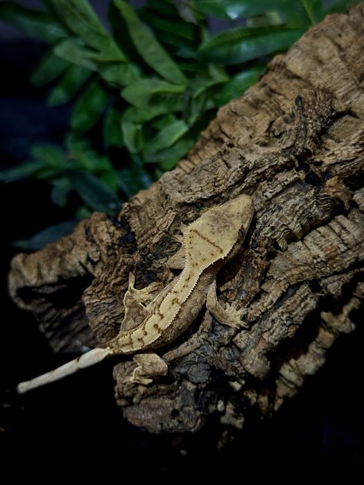 Gekon Orzęsiony po samcu Lilly White