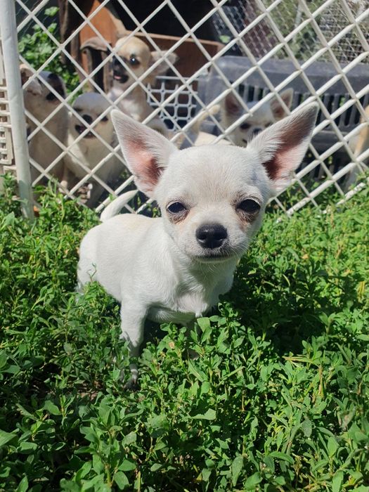 Мальчик чихуахуа гладкошерстный