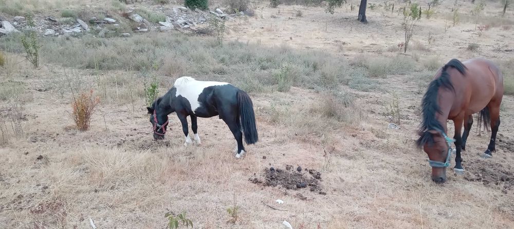 Égua com charrete e sela western