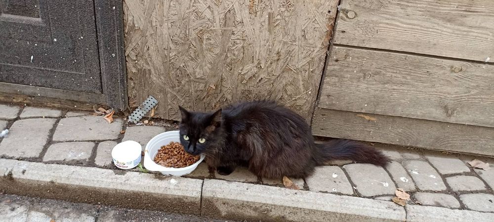 Отдам котят, кошек, живут под киоском