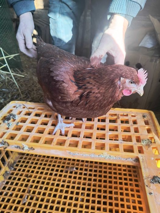 Kury nioski 22tygodnie.