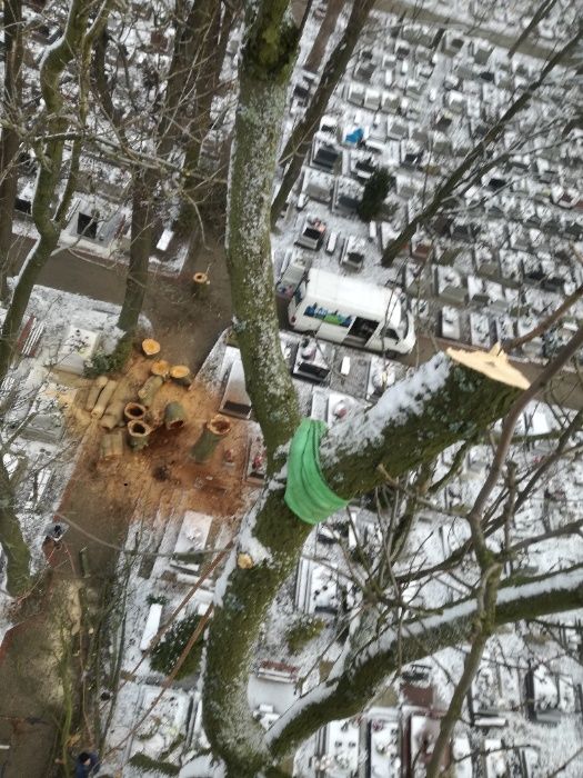 Wycinka Korekcja Drzew