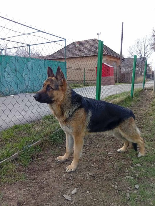 Кобель німецької вівчарки для в'язки