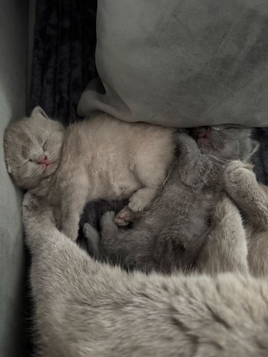 Кошенята шотландські