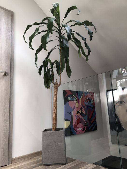 Kwiat yucca 200cm razem z betonowa donica