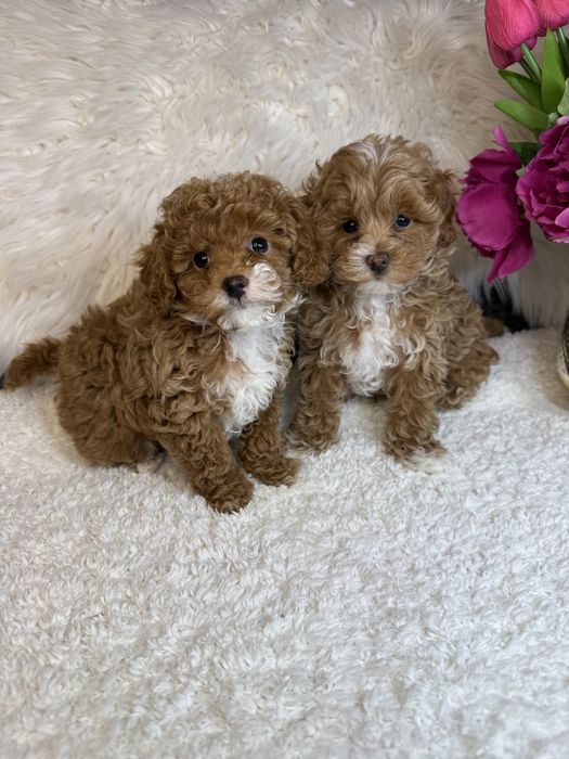 Найкрасивіші мальтипу