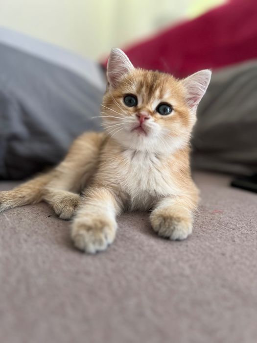 Британська золота Шиншила Котик