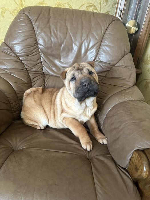 Чекають своїх господарів Шарпейчики