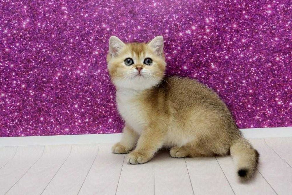 Яскравий золотий британчик красень