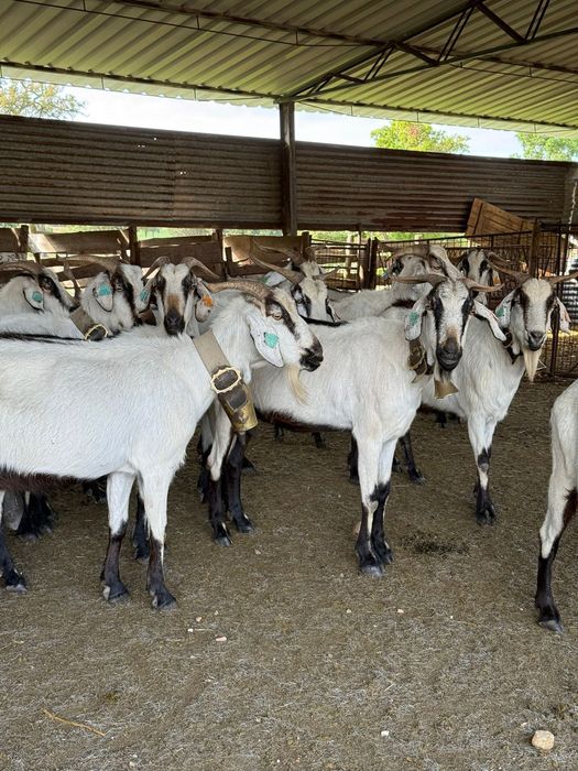 Cabras Serpentinas