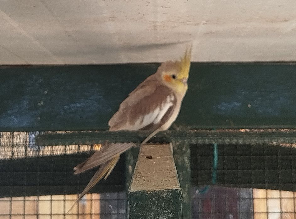 Vendo caturras deste ano