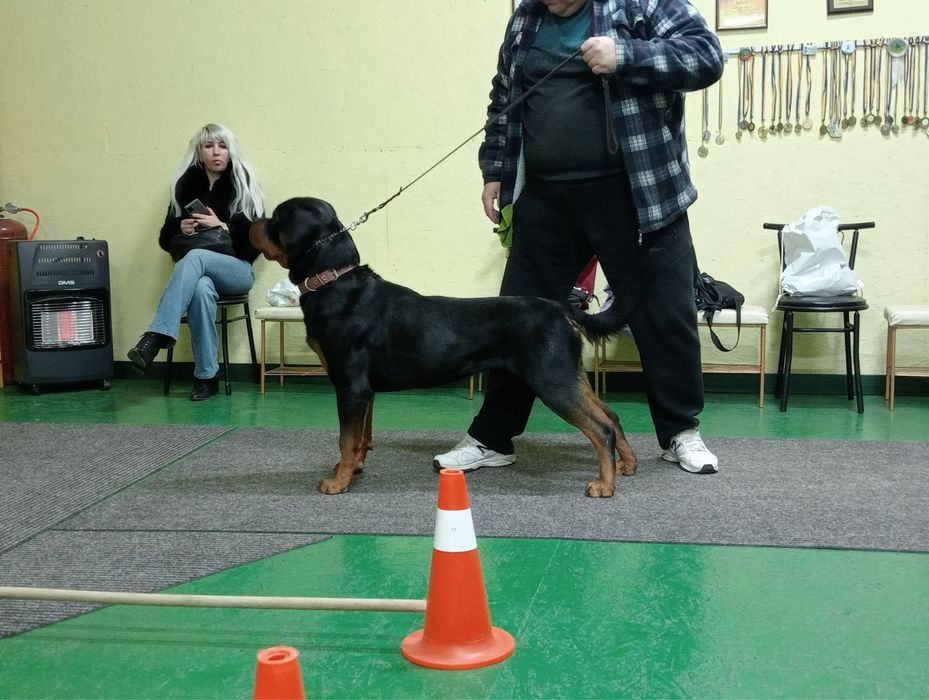 Вʼязка  кобель ротвейлера