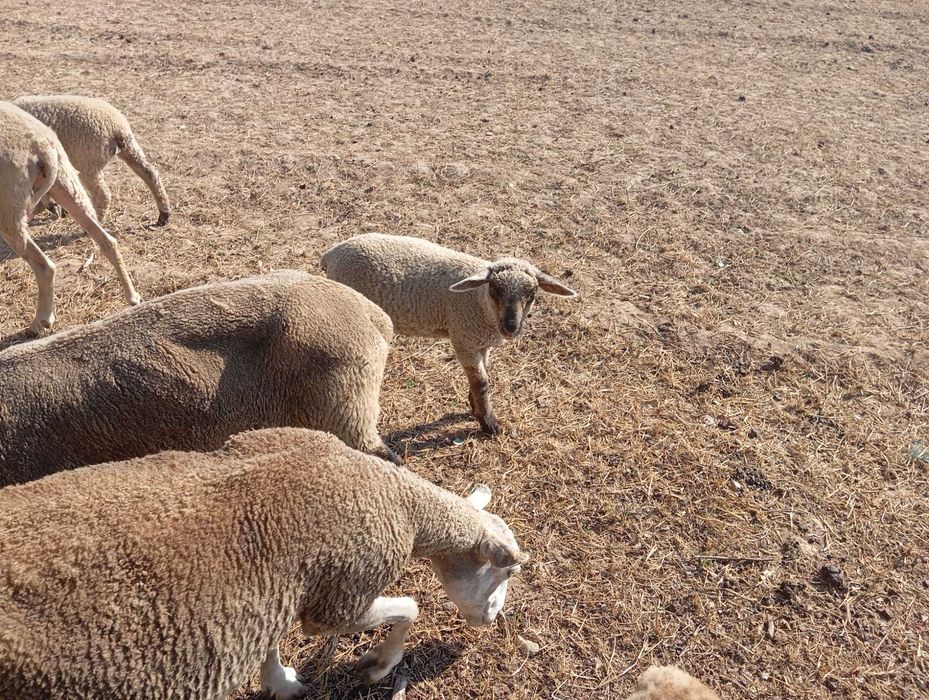 Casal de borregos cruzados de suffolk com inra 401 . Animais bons para criacão ou para abate .
