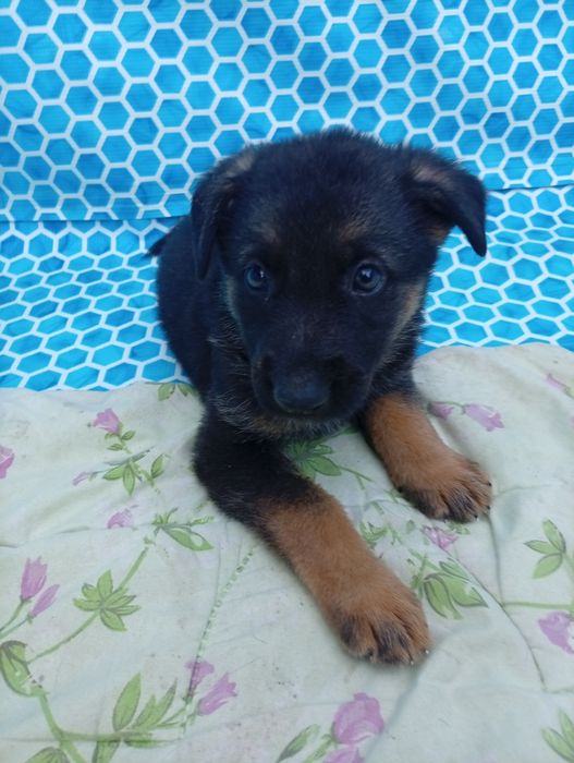 Сейчас щенков нету, буду только в Апреле , кому нужно берите на заметк