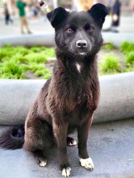 Девочка ищет хороший дом