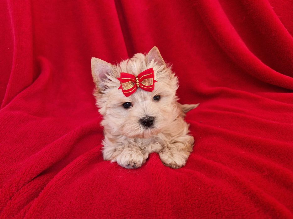 Yorkshire terrier  piesek ocean pearl