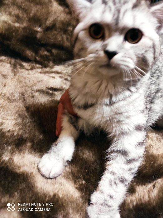 Малютка шотландка любительница пошалить