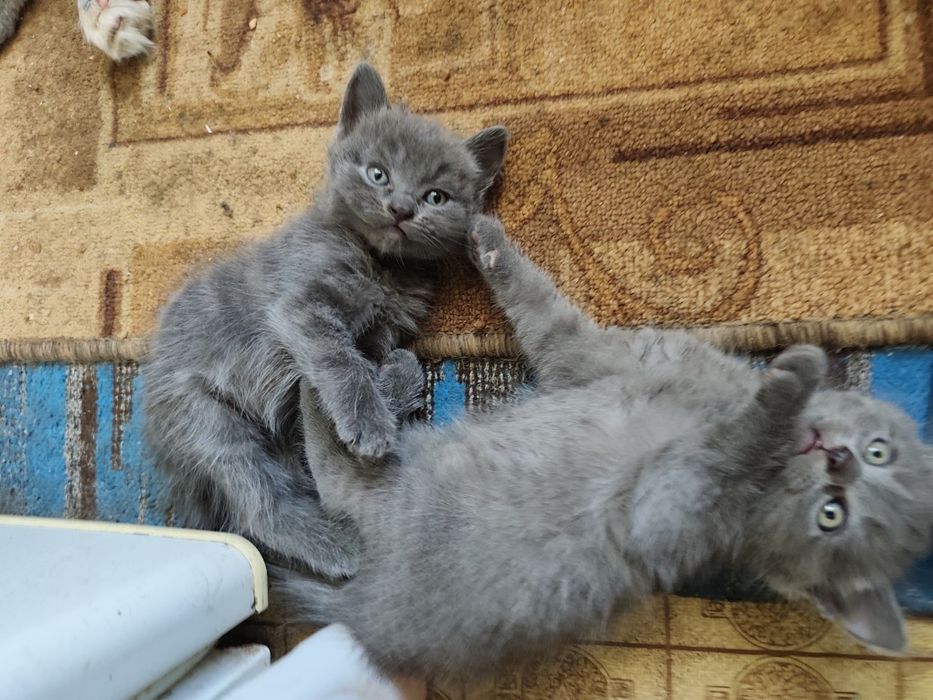 Кошеня в добрі руки