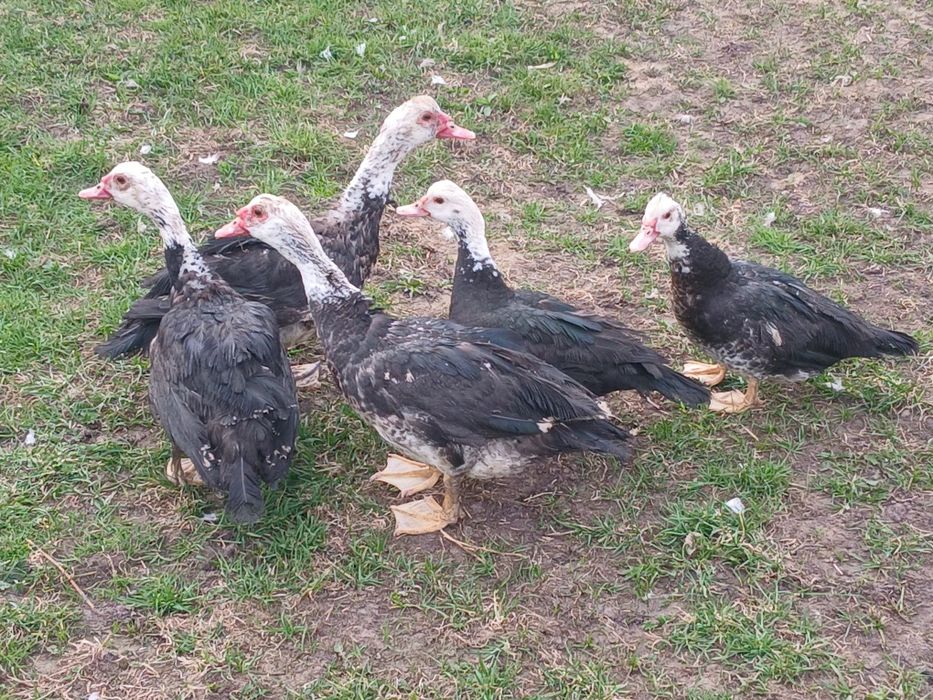 Sprzedam kaczki piżmowe