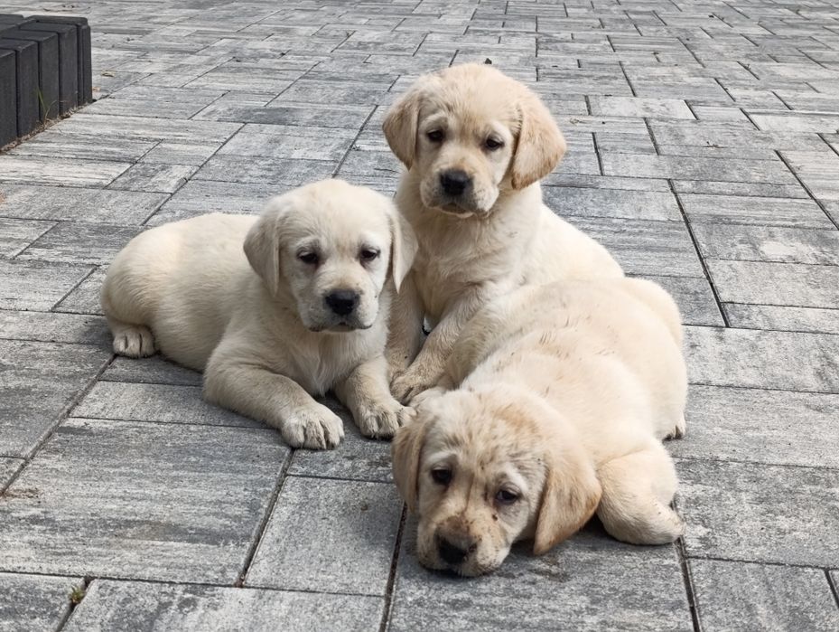 Labrador retriever