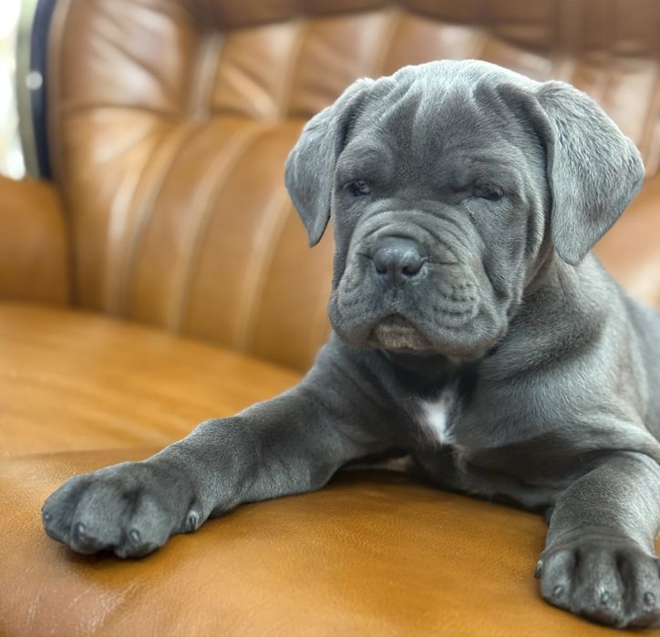 Крутезна дівчинка Мішелька-Cane corso