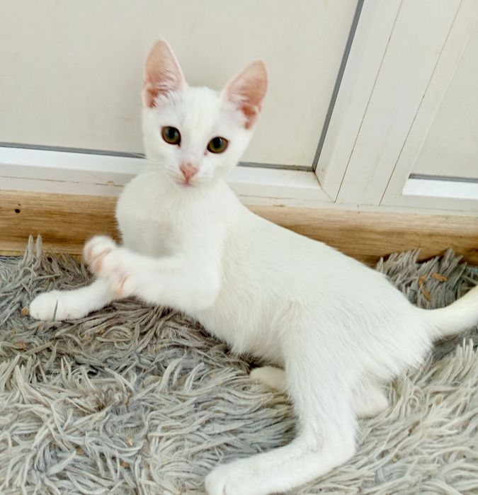 Белый глухой котенок 3,5мес біле кошеня котик котята белая кошечка біла кішечка