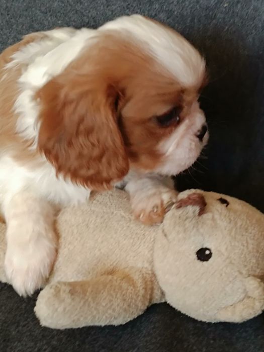 Cavalier King Charles Spaniel Blenheim (Suczka)