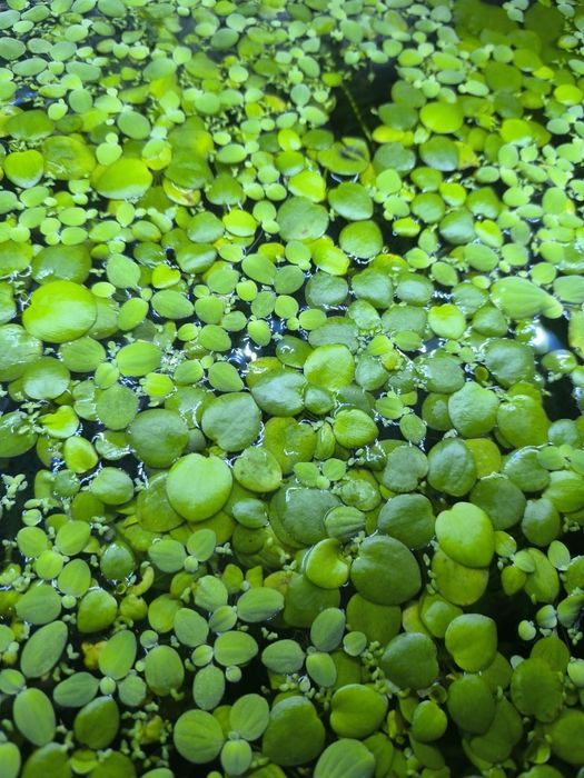 Подарую акваріумні рослини