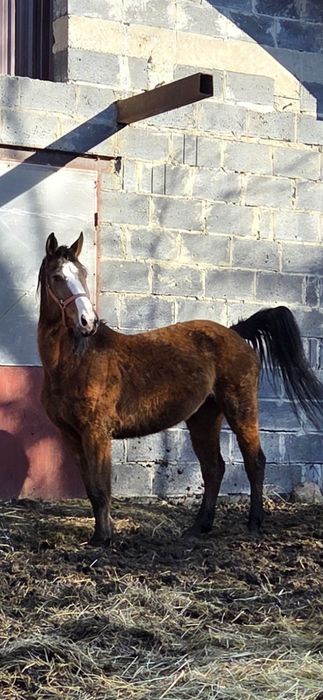 Sprzedam klacz 8-letnią