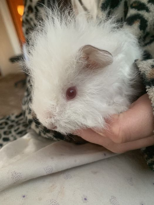 Морська свинка альбінос