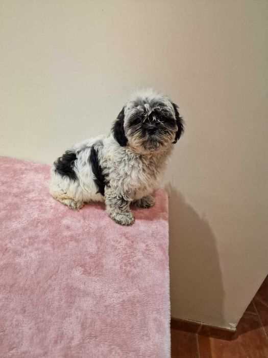 shih Tzu cor rara chocolate de excelência e de porte pequeno