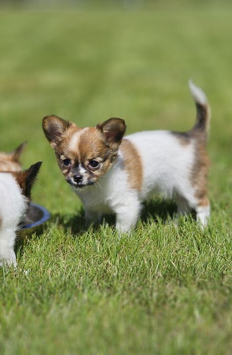 Chihuahua długowłosa dziewczynka LATTE