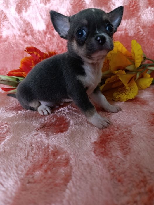 Хлопчина вишуканого блакитного окрасутний