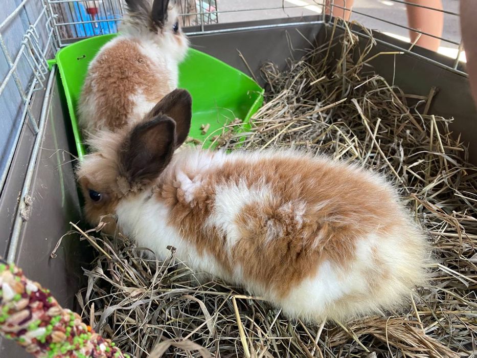 Кролики КАРЛИКОВЫЕ (до 500-800 грамм)